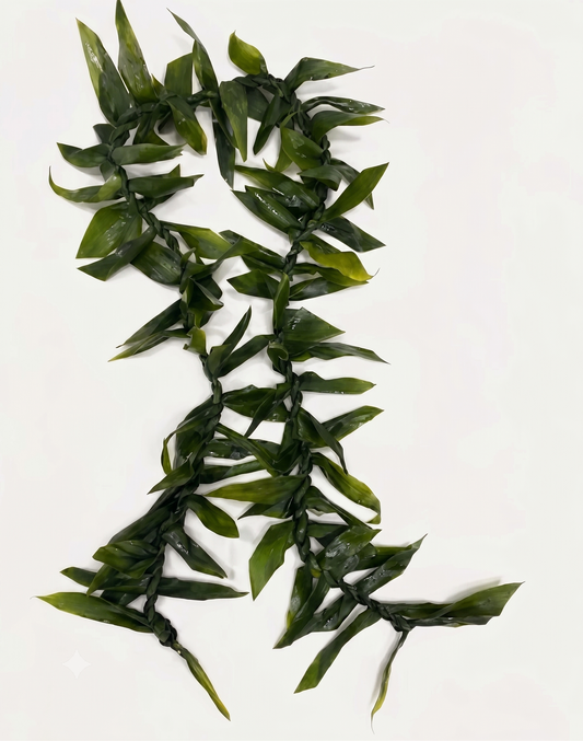Adult Ti Leaf Lei – Hawaiian Lei for Graduation & Celebrations